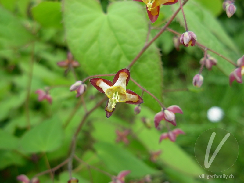 Alpen-Sockenblume: Übersicht